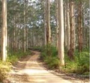 Boranup State Forest