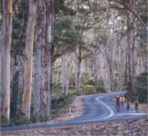 Boranup State Forest bike
