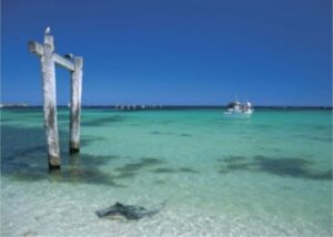 Stringray at Hamelin Bay